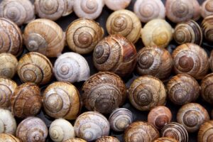 snail, shells, pattern, arianta arbustorum, schalenweichtiere, molluscs, snail, snail, snail, snail, snail, shells, pattern