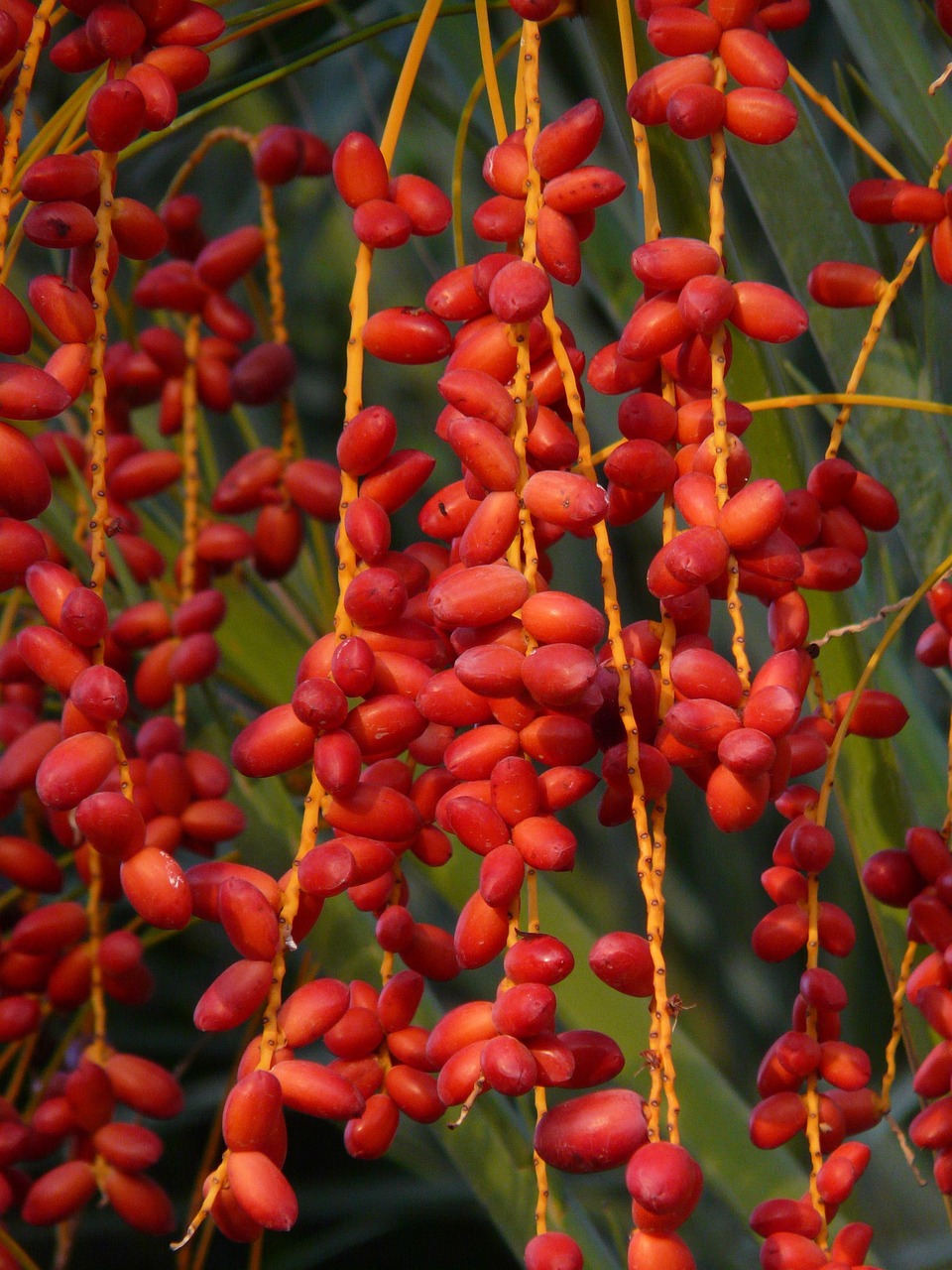 palm fruit, palm seeds, date palm, phoenix palm, palm trees, palm tree, red, date fruit, dates, tree, date, fruit, phoenix, canariensis, fruit stand, berry, nature, tropical, subtropical, crop, crop plant