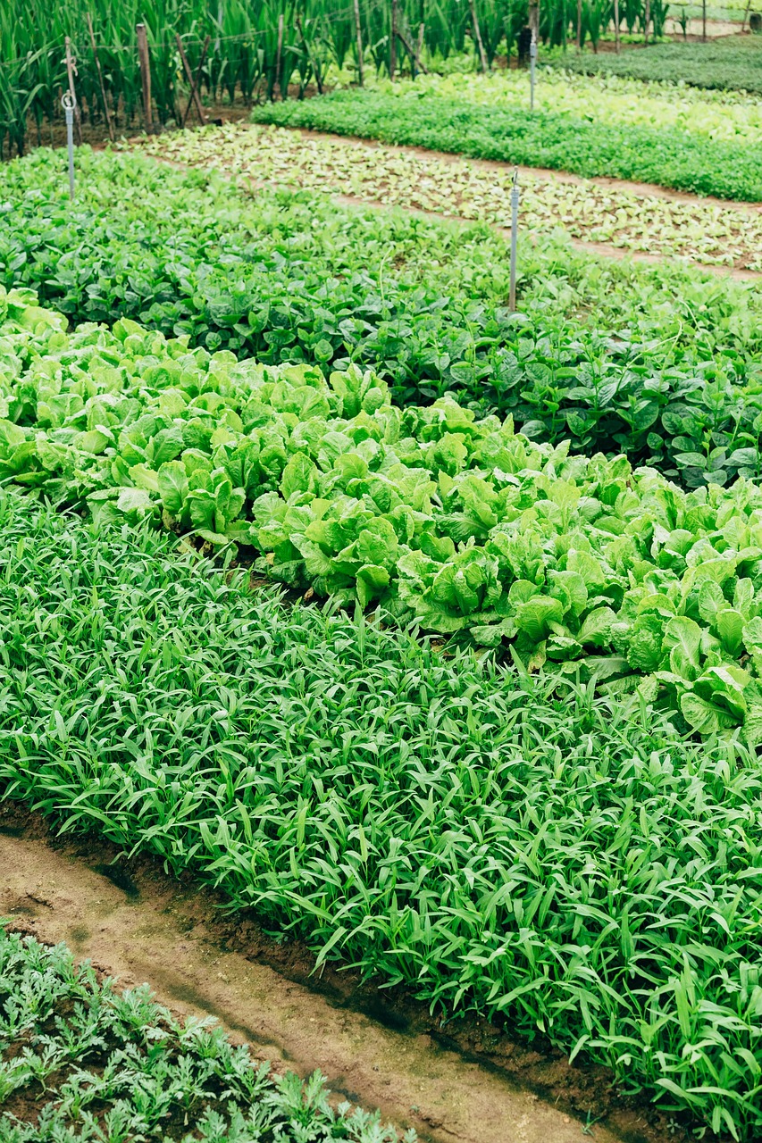 field, food, farm yard, salad, green, floral background, agriculture, in the free, vegetables, farmer, fresh, vegetarian, harvest, country, landscape, arable land, healthy, template, background, row, product, nature, plant, leaf, beautiful wallpaper, iphone wallpaper