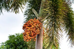 A lush palm tree featuring a cluster of vibrant orange fruits in a tropical outdoor setting.
