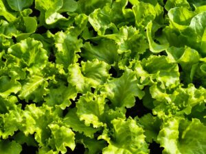 A vibrant patch of crisp green lettuce growing outdoors in a lush spring garden.